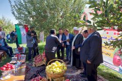 برگزاری جشن برداشت سیب در شهرستان هشترود