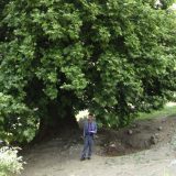 درخت چنار کهنسال اهر آذربایجان‌شرقی در فهرست میراث‌طبیعی ملی به‌ثبت رسید